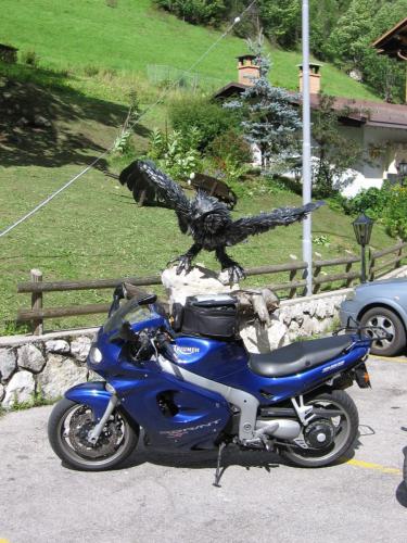 Gross-schotten-2006-373