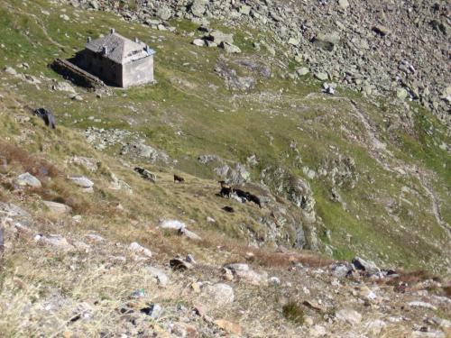 Gross-schotten-2006-410